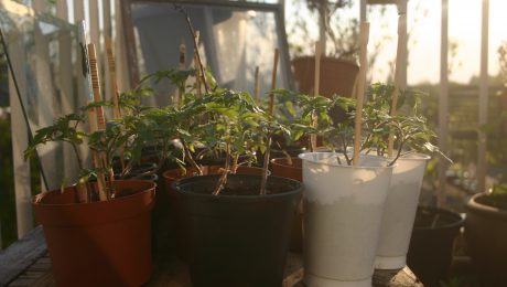 Sociale Tomatenplantjes