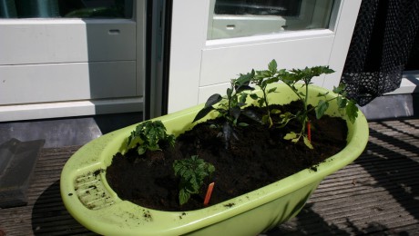 Moestuintje in een kinderbadje