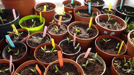 Jonge tomatenplantjes in koude kas op het dak