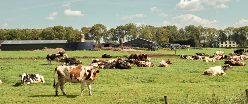 Zomer in Nederland, langs de Maas