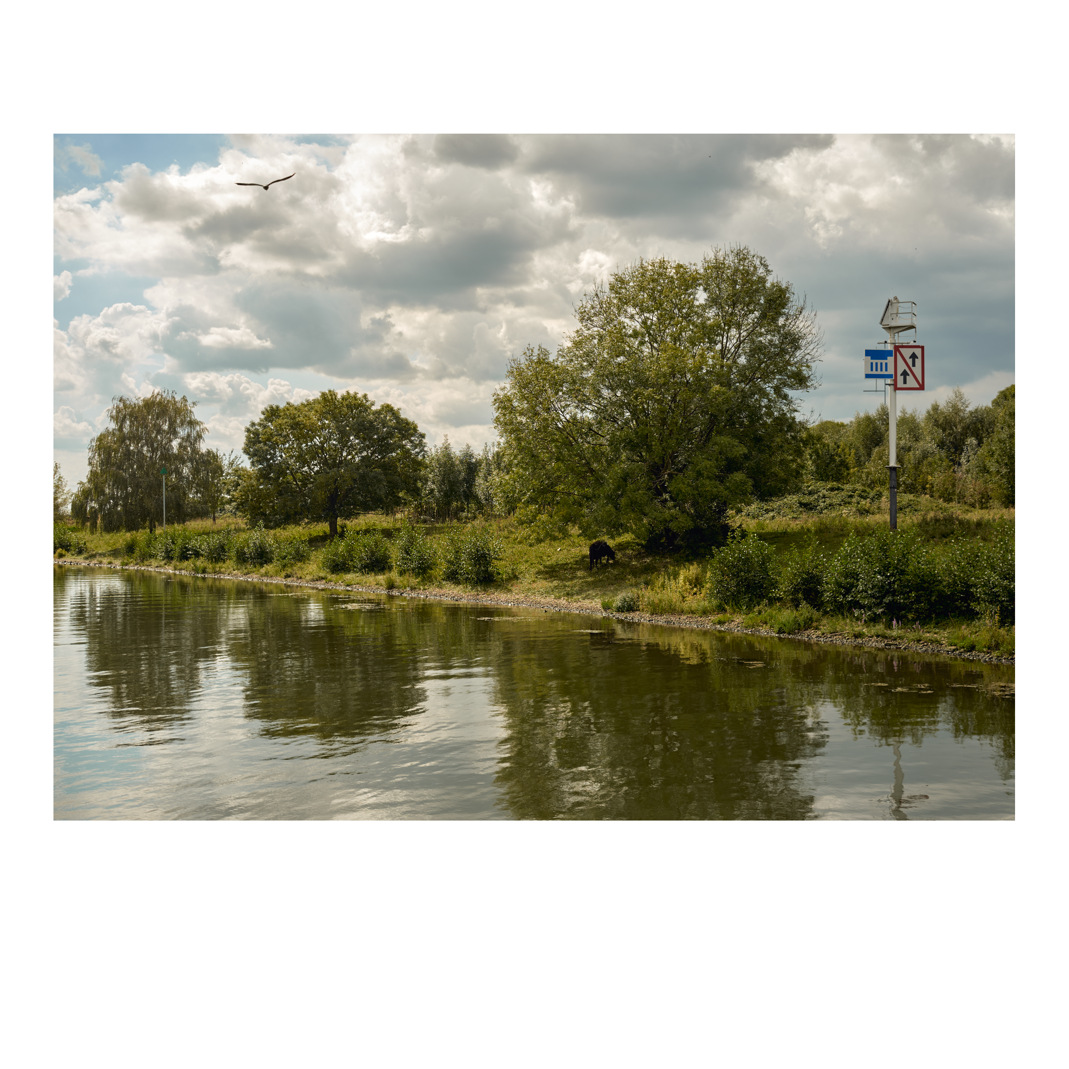 Vogel vliegt over de Maas