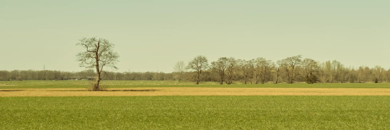 Landschap_groningen_paterswolde_bomen_minimalism