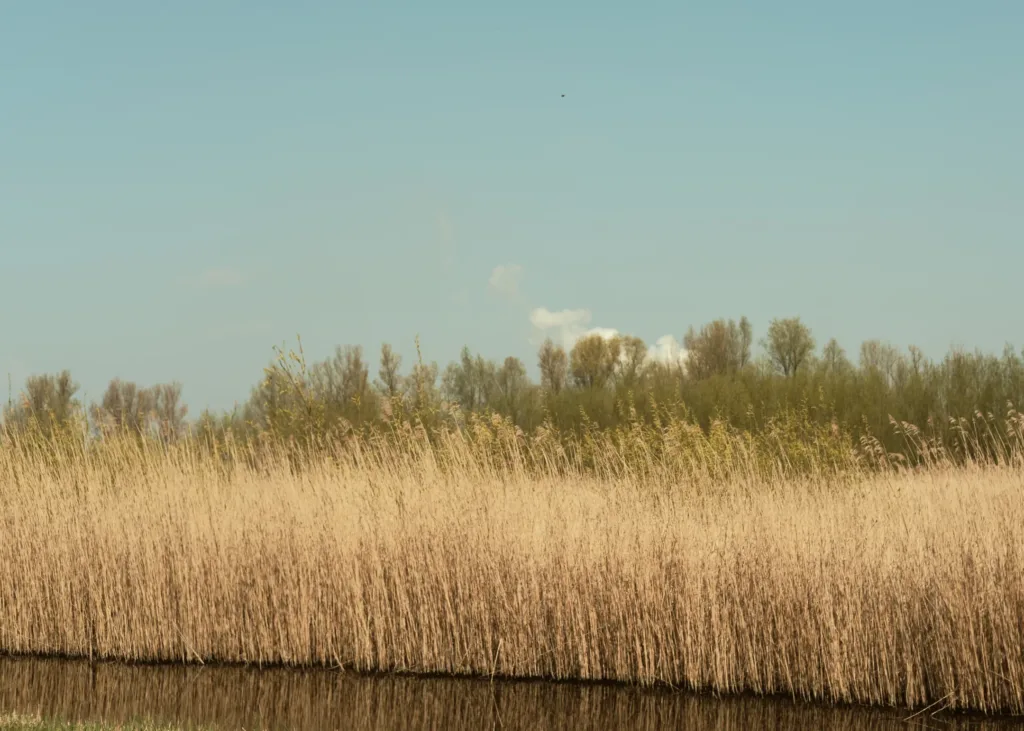 Rookpluim en riet De Bretten Amsterdam