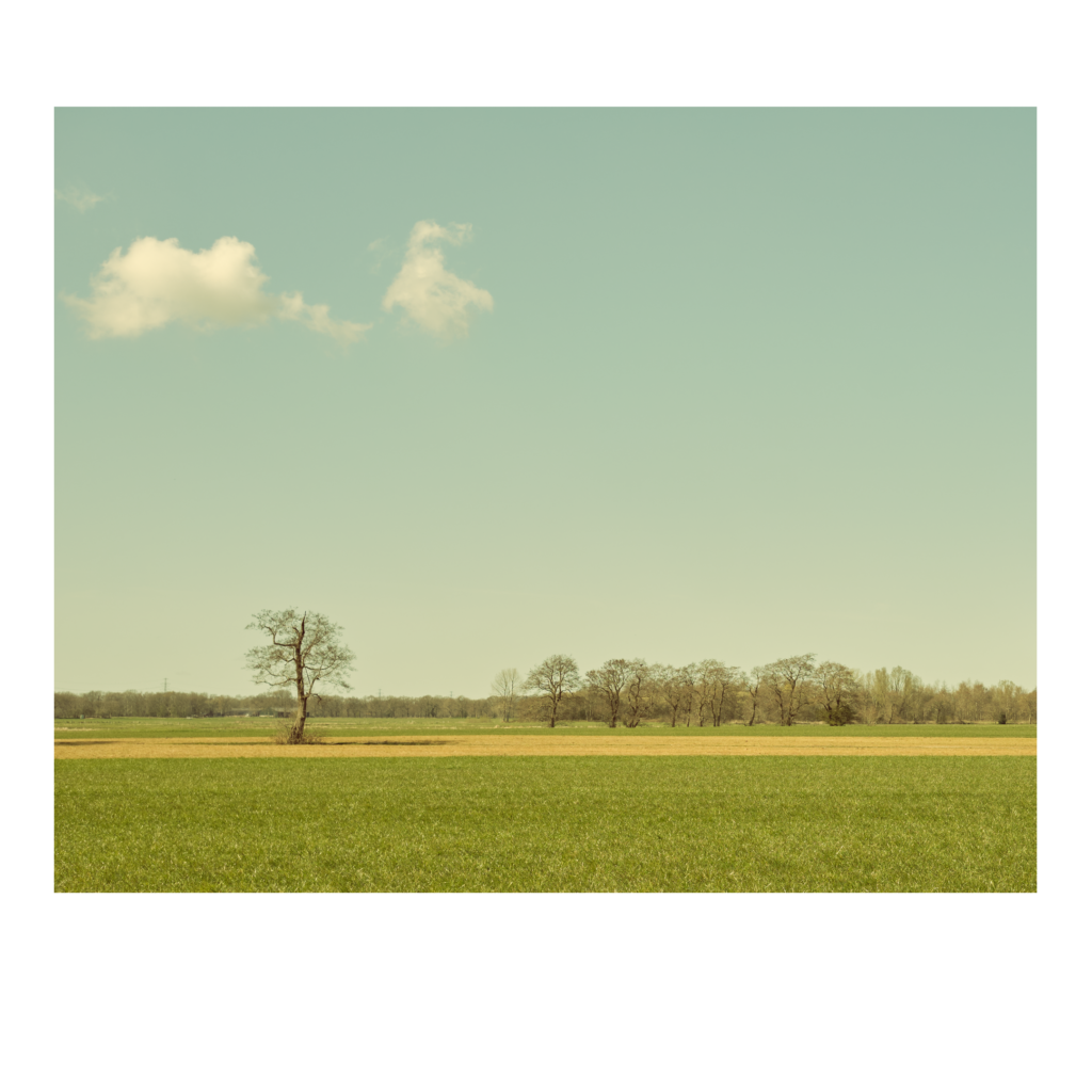 Minimalisme in Groningen boom in leeg landschap