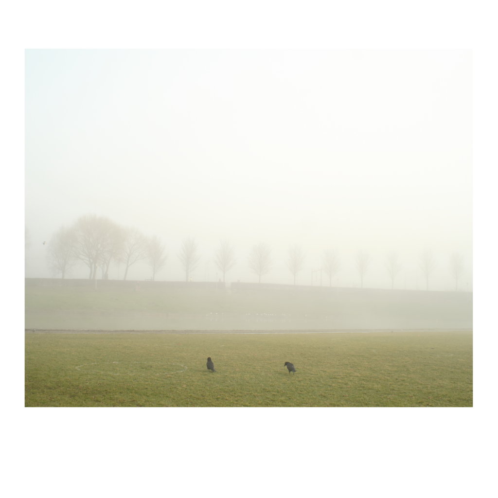 Twee kauwen in de mist, Westerpark Amsterdam