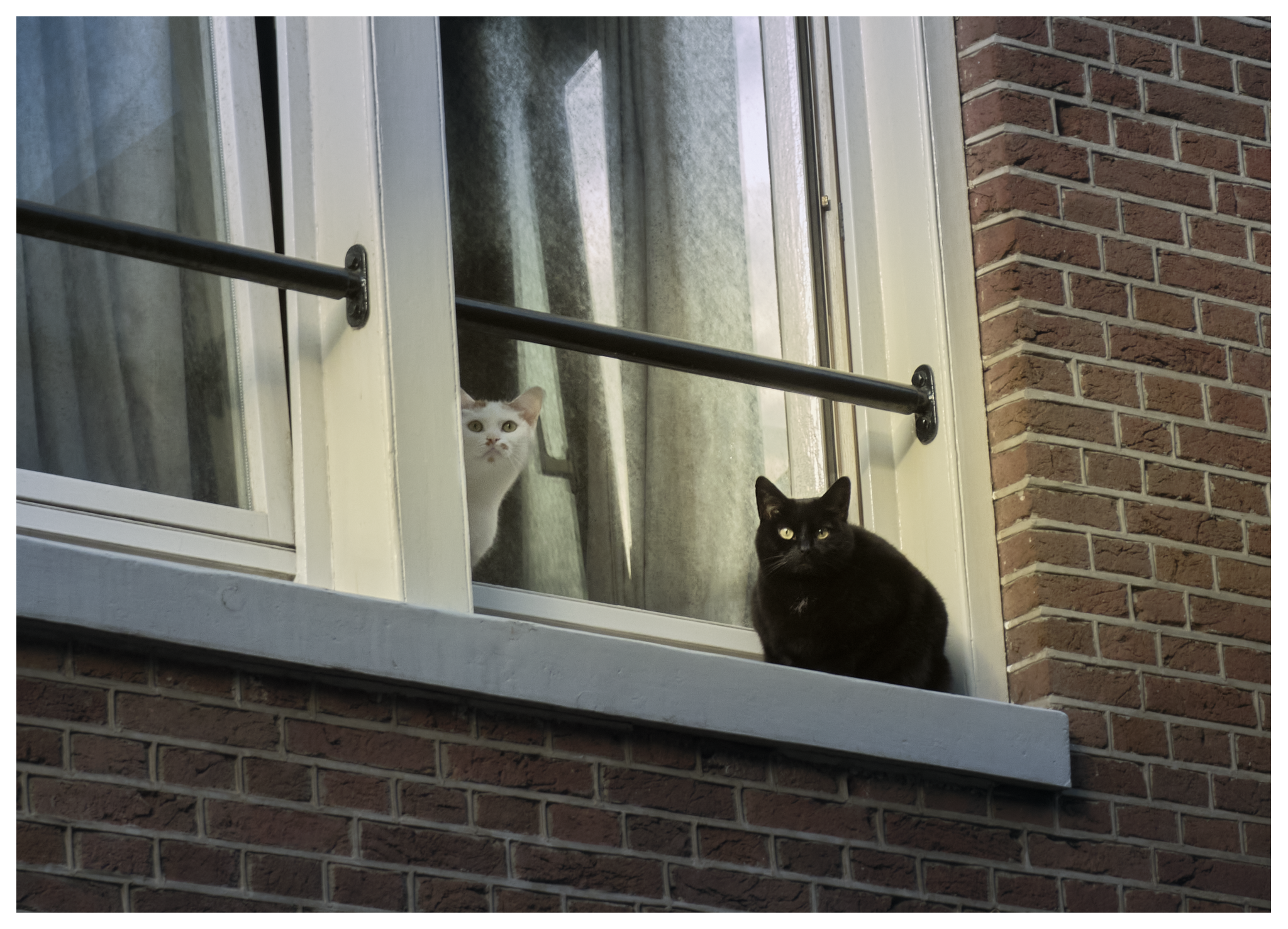 Katten houden de straat in de gaten