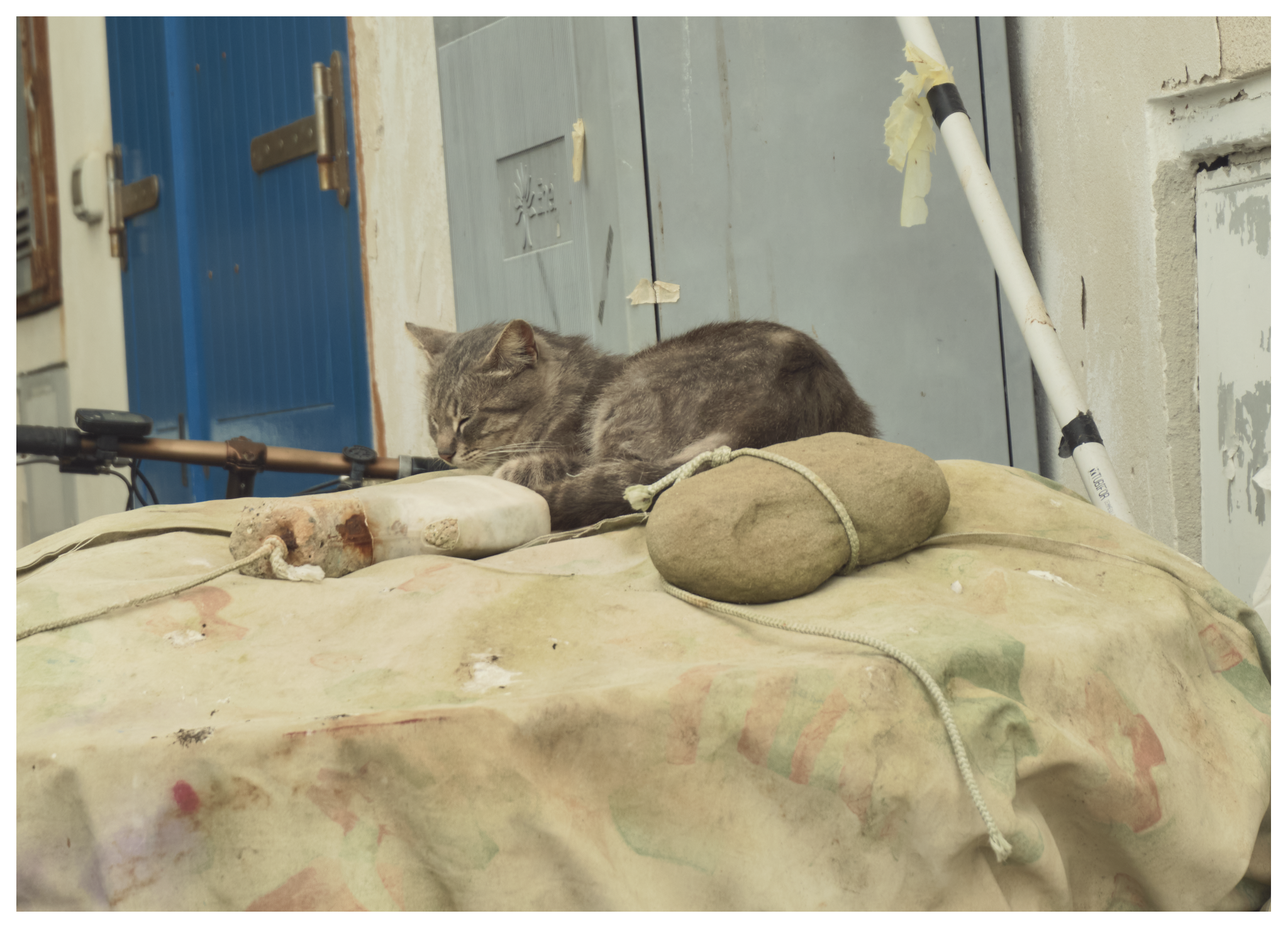 Poes in de haven van Sorrento