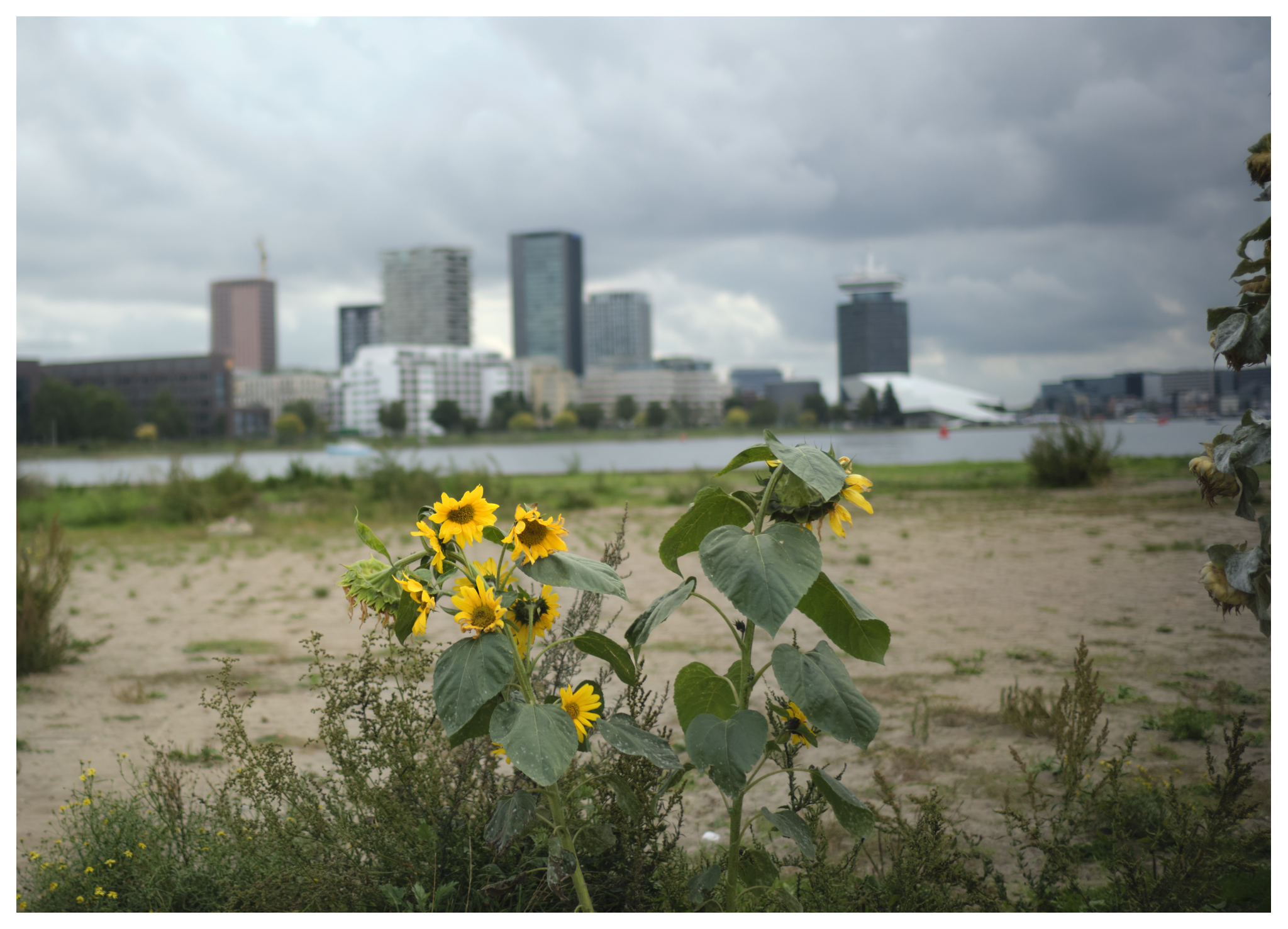 Skyline Amsterdam Zonnebloemen Stenen Hoofd