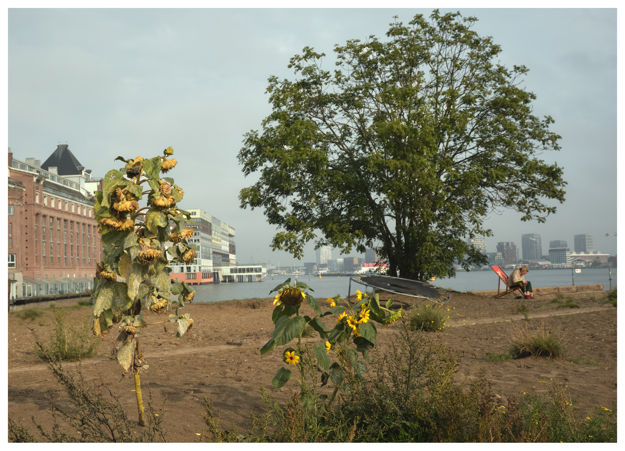 Zonnebloem en lezende vrouw