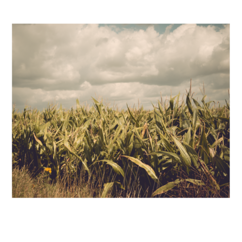 Mais aan het einde van de zomer